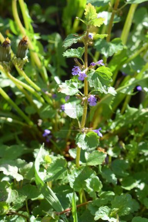 Close-up of flowering ground-ivy (Thickets, Glechoma hederacea L.)