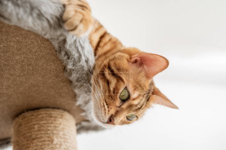 Téléchargez les photos : Bengale mignon chat et arbre dans la chambre. Pet scratching post. - en image libre de droit