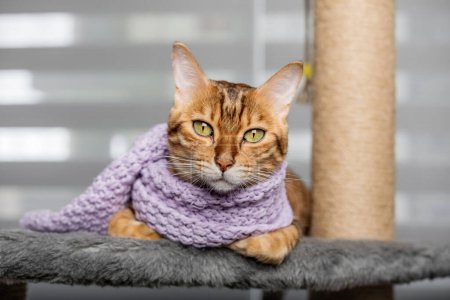 Eine lustige bengalische Katze ist in einen warmen Schal gehüllt, liegt auf einem Kratzpfosten in der Anlage vor dem Hintergrund des Wohnzimmers.