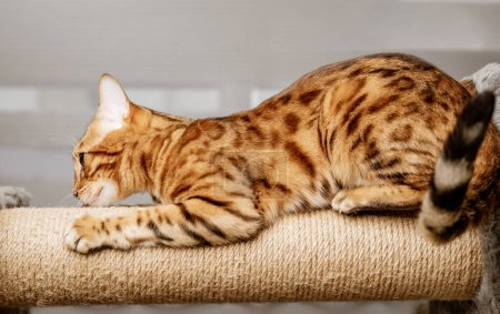 Foto de Gato de Bengala en un poste de rascado, en el fondo de la sala de estar. Muebles para mascotas. - Imagen libre de derechos