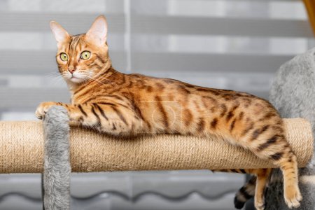 Chat bengale sur un poteau à gratter, en arrière-plan du salon. Meubles pour animaux domestiques.