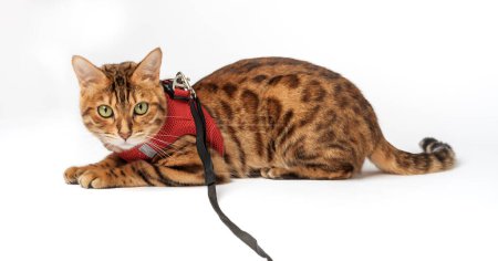 Foto de Gato de Bengala con arnés rojo sobre fondo blanco. Mascotas para publicidad de productos para mascotas. - Imagen libre de derechos
