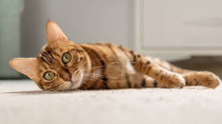 Téléchargez les photos : Mignon chat domestique bengale sur le sol à la maison. - en image libre de droit