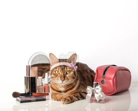 Photo for Adorable Bengal cat with make-up cosmetics and a mirror on a white background. Copy space. - Royalty Free Image