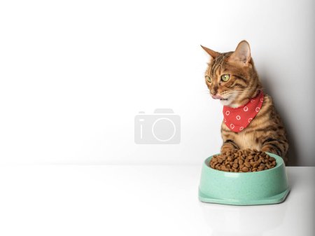 Téléchargez les photos : Chat affamé près du bol avec de la nourriture sèche pour chat isolée sur fond blanc. Alimentation des animaux domestiques. - en image libre de droit