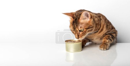 Gato de bengala dorado con una lata de comida enlatada sobre un fondo blanco.