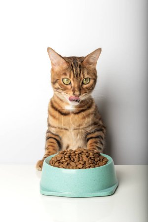 Hungry cat near bowl with dry cat food isolated on white background. Feeding pets.