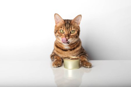 Gato de bengala dorado con una lata de comida enlatada sobre un fondo blanco.