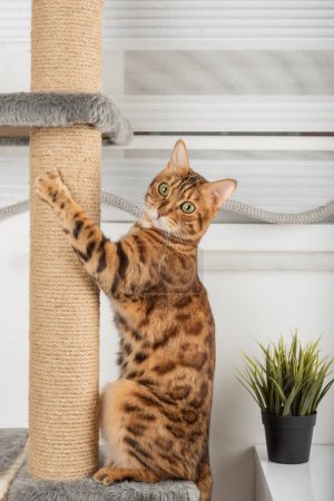 Cute pet, bengal cat, sharpens its claws on a cat tree at home
