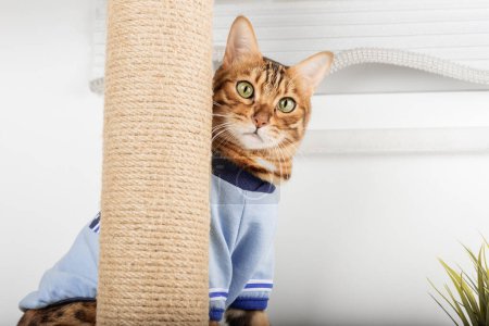 Téléchargez les photos : Domestic cat in clothes plays with a cat tree at home. - en image libre de droit