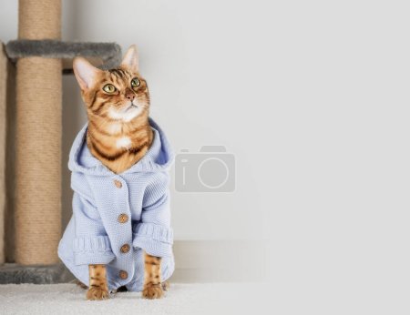 Foto de Charming red cat in a jacket on the floor in the room. Copy space. - Imagen libre de derechos