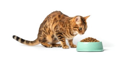 Foto de Bengal cat on a white background eats food from a bowl. - Imagen libre de derechos