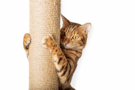 Photo for Bengal domestic cat and scratching post isolated on white background. - Royalty Free Image