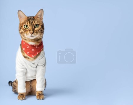 Fashionable Bengal cat in a white shirt and neckerchief on the b