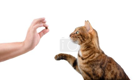 Téléchargez les photos : Enseigner à un chat domestique des commandes pour un régal sur fond blanc. Formation des animaux de compagnie. - en image libre de droit