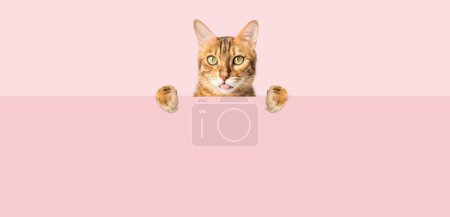 Photo for The ginger cat shows its tongue and peeks out from behind the ba - Royalty Free Image