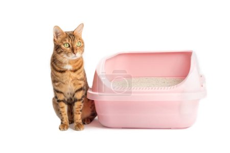 Photo for A Bengal cat sits next to a plastic toilet with bentonite filling. Animal on a white background, toilet training. - Royalty Free Image