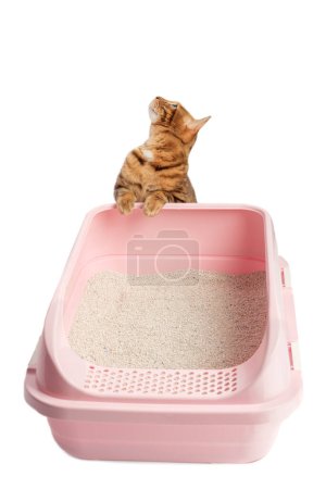 A Bengal cat sits next to a plastic toilet with bentonite filling. Animal on a white background, toilet training.