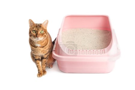 A Bengal cat sits next to a plastic toilet with bentonite filling. Animal on a white background, toilet training.