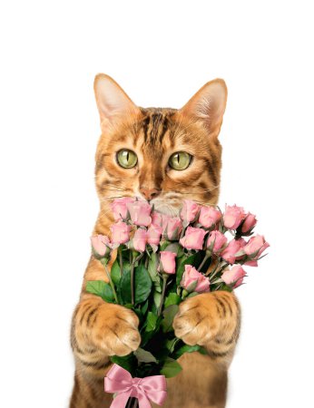 Bengalische Katze mit Blumen. Geschenk zum Valentinstag und Muttertag. Isoliert im Hintergrund.