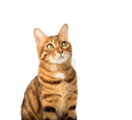 Photo for Portrait of a young bengal cat isolated on a white background. - Royalty Free Image