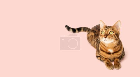 Gato de Bengala se sienta en pleno crecimiento sobre un fondo rosa. Copiar espacio.