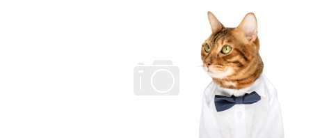 Téléchargez les photos : Le chat en chemise et un nœud papillon sur fond blanc sont isolés. Espace de copie. - en image libre de droit