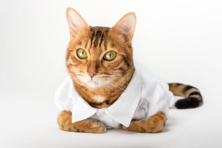 Téléchargez les photos : Portrait d'un mignon chat rouge dans une chemise blanche isolé sur un fond blanc. - en image libre de droit