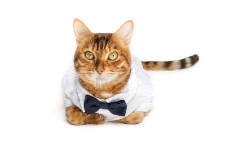 Téléchargez les photos : Le chat en chemise et un nœud papillon sur fond blanc est isolé. - en image libre de droit