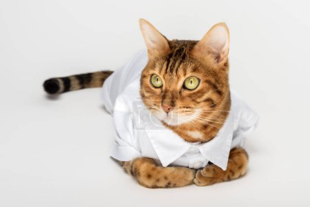 Téléchargez les photos : Portrait d'un mignon chat rouge dans une chemise blanche isolé sur un fond blanc. - en image libre de droit