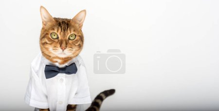 Téléchargez les photos : Le chat en chemise et un nœud papillon sur fond blanc sont isolés. Espace de copie. - en image libre de droit