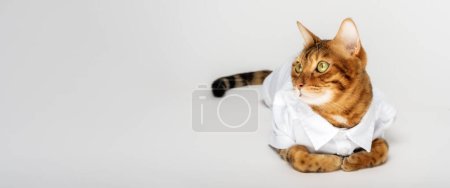 Téléchargez les photos : Portrait d'un joli chat rouge dans une chemise blanche isolée sur un fond blanc. Espace de copie. - en image libre de droit