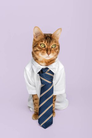 Téléchargez les photos : Chat d'affaires dans une chemise avec une cravate sur un fond violet. Espace de copie. - en image libre de droit