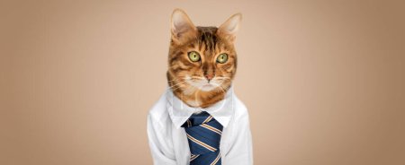 Téléchargez les photos : Chat d'affaires dans une chemise avec une cravate sur un fond brun. Espace de copie. - en image libre de droit