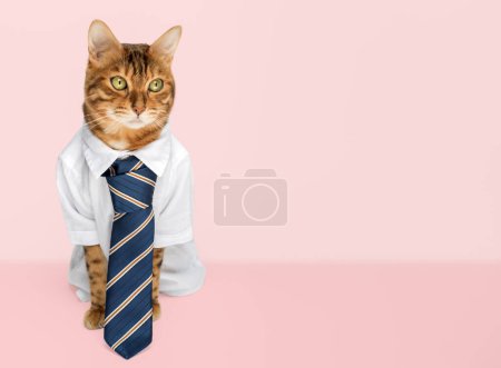 Téléchargez les photos : Chat d'affaires dans une chemise avec une cravate sur un fond rose. Espace de copie. - en image libre de droit