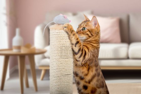 Un gato de Bengala juega con un ratón de peluche en un poste de rascado. Gato y poste arañazos.