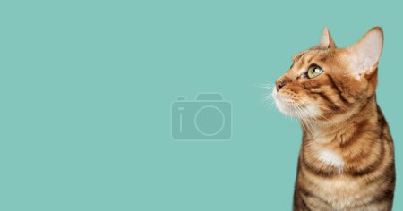 Photo pour Le visage d'un chat du Bengale. Vue latérale. Espace de copie. - image libre de droit
