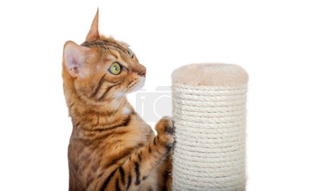 Photo for A Bengal cat sharpens its claws on a pole using a jute rope. Accustoming a cat to a scratching post. - Royalty Free Image