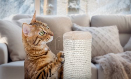 Photo for A Bengal cat sharpens its claws on a pole using a jute rope. Accustoming a cat to a scratching post. - Royalty Free Image