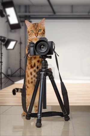 Foto de Gato de Bengala con cámara SLR delante de un estudio fotográfico. Fotógrafo gato toma una foto de un trípode. - Imagen libre de derechos