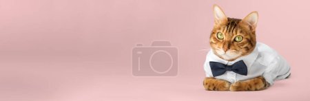 Téléchargez les photos : Chat dans une chemise et noeud papillon sur un fond rose. Espace de copie. - en image libre de droit