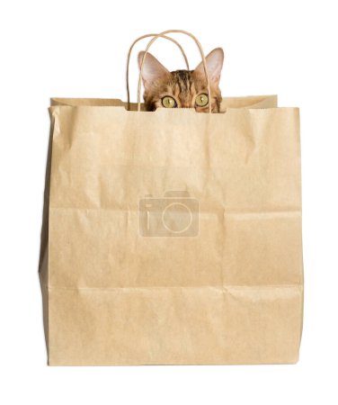Foto de Un lindo gato rojo se ve fuera de una bolsa de papel. Gato en una bolsa aislada sobre un fondo blanco. - Imagen libre de derechos