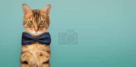 Téléchargez les photos : Mignon chat Bengale portant un noeud papillon bleu. Espace de copie. - en image libre de droit