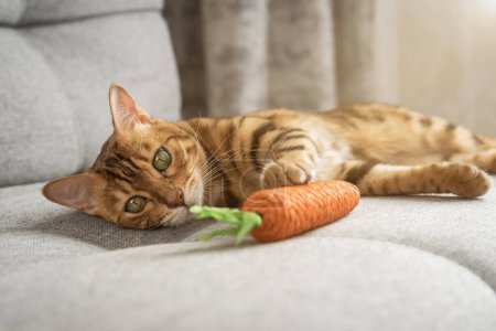 Bengal cat plays with a toy carrot on the sofa in the living room at home. Pet having fun with a toy indoors. Toys for animals
