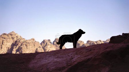 Téléchargez les photos : Silhouette de chien sur montagne rocheuse - en image libre de droit