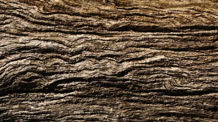 Photo for Cypress tree bark as background - Royalty Free Image