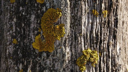 lichen fungus on wood as a background