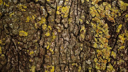texture fungi on tree bark
