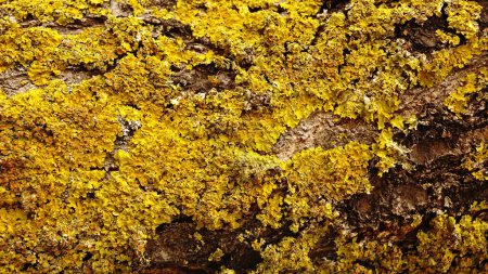 background of yellow fungus on wood bark