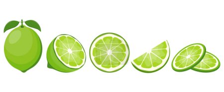 Téléchargez les illustrations : Fruits frais au citron vert. Collection d'icônes vectorielles de chaux isolées sur fond blanc. Illustration vectorielle - en licence libre de droit
